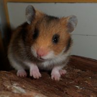 Bébés hamsters syriens #3