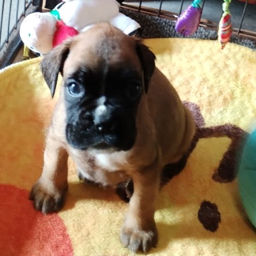 Chiots boxer #1