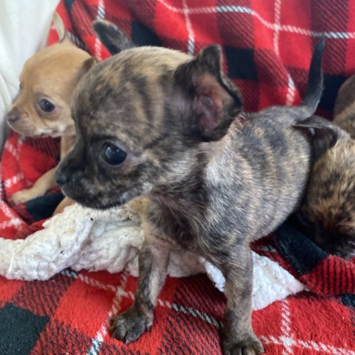 Chiots chihuahuas à réserver #0
