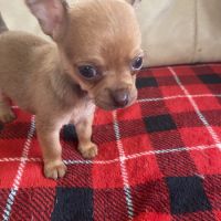 Chiots chihuahuas à réserver #1