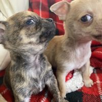 Chiots chihuahuas à réserver #2