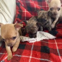 Chiots chihuahuas à réserver #3