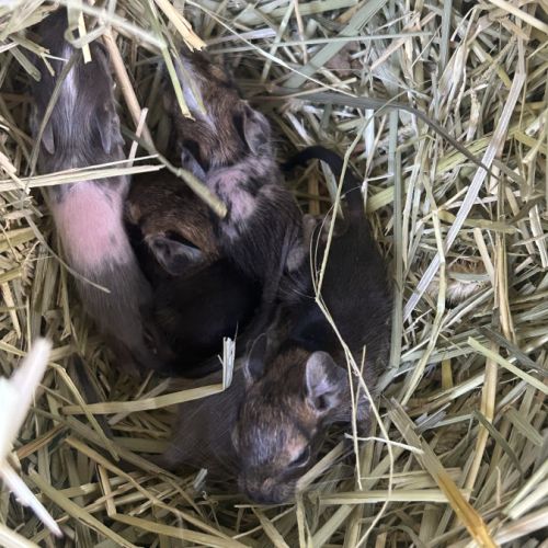 4 petit mâles bébé #1