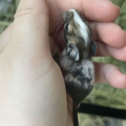 4 petit mâles bébé #2