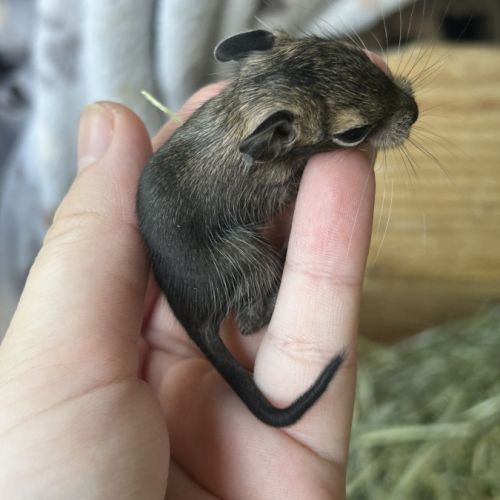 4 petit mâles bébé #3