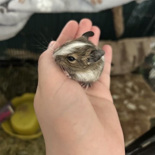 4 petit mâles bébé