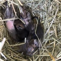 4 petit mâles bébé #1