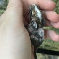 4 petit mâles bébé #2