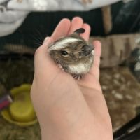 4 petit mâles bébé #0