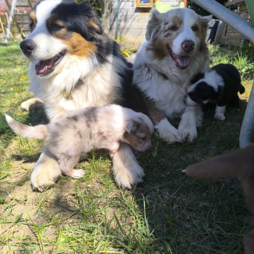 Chiot berger australien lof #2