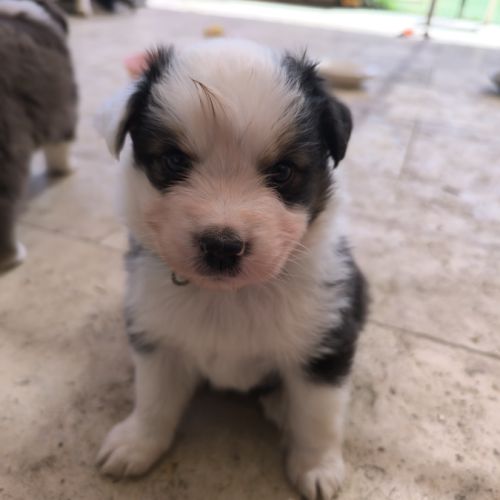 Chiot berger australien lof #3