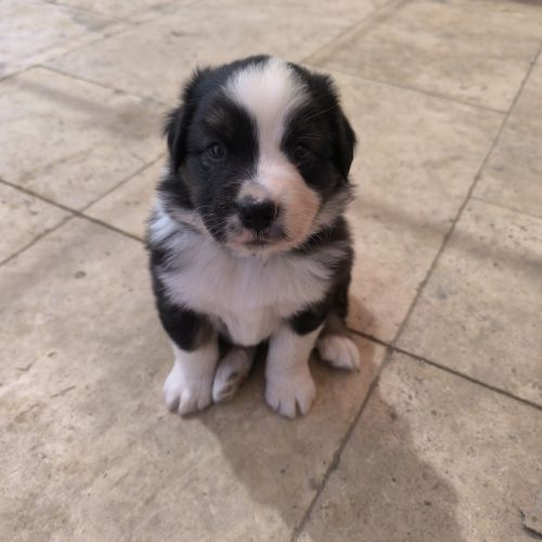 Chiot berger australien lof #4