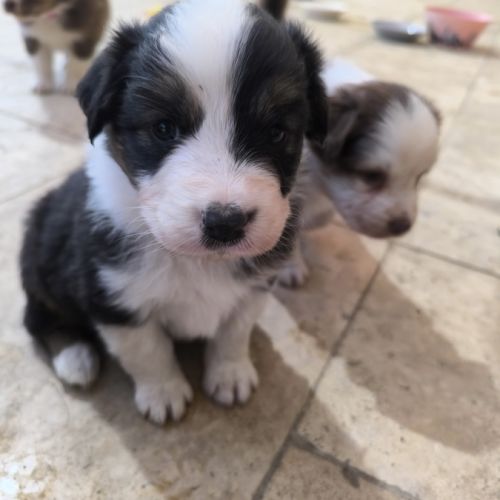 Chiot berger australien lof #0