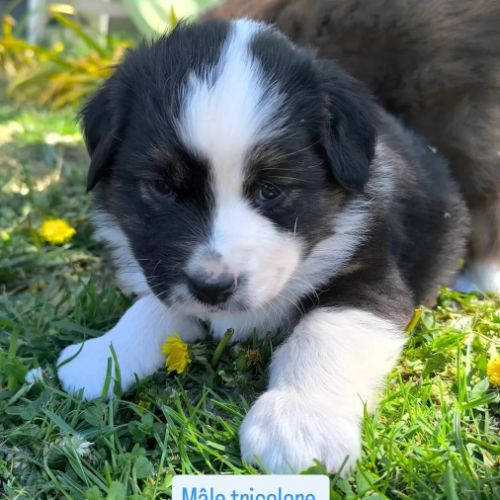 Chiot berger australien lof