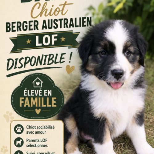 Chiot berger australien lof