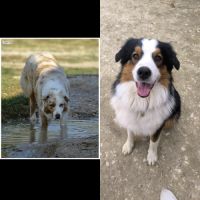 Chiot berger australien lof #1