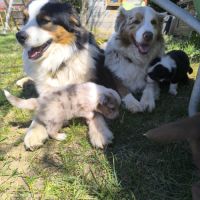 Chiot berger australien lof #2