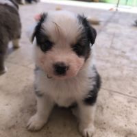 Chiot berger australien lof #3