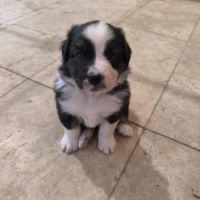 Chiot berger australien lof #4