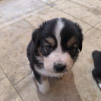 Chiot berger australien lof #5