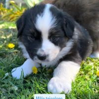 Chiot berger australien lof