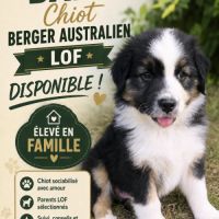 Chiot berger australien lof