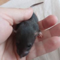 Rats dwarf dumbo #1