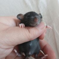 Rats dwarf dumbo #2