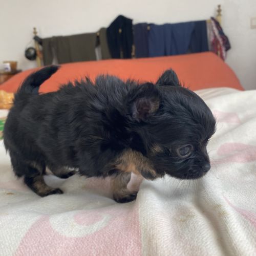 Vends superbe femelle chihuahua lof #2