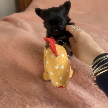 Vends superbe femelle chihuahua lof #0