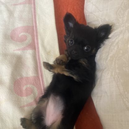 Vends superbe femelle chihuahua lof #4