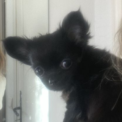 Vends superbe femelle chihuahua lof #5