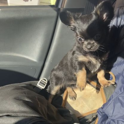 Vends superbe femelle chihuahua lof #6