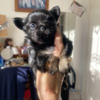 Vends superbe femelle chihuahua lof #1