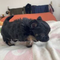 Vends superbe femelle chihuahua lof #2