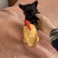 Vends superbe femelle chihuahua lof