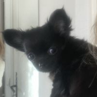 Vends superbe femelle chihuahua lof #5