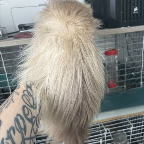 Furet mâle angora #2