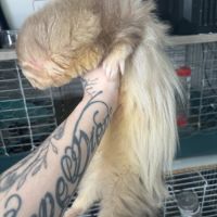 Furet mâle angora #1