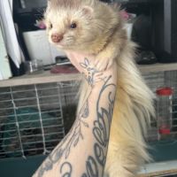 Furet mâle angora #0