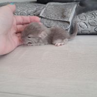 Chinchilla mâle #0