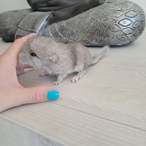 Chinchilla femelle #1