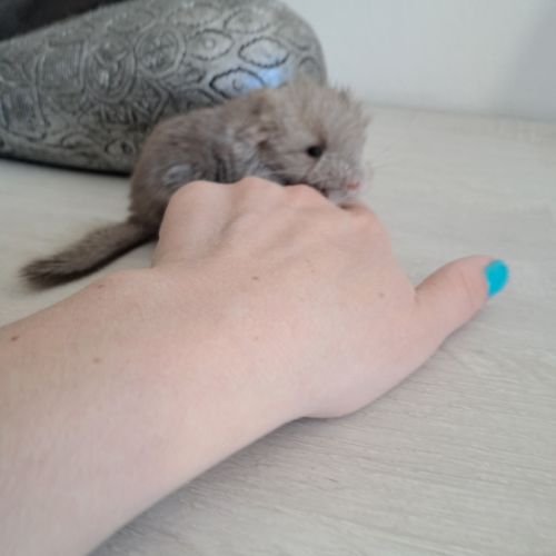 Chinchilla femelle #2