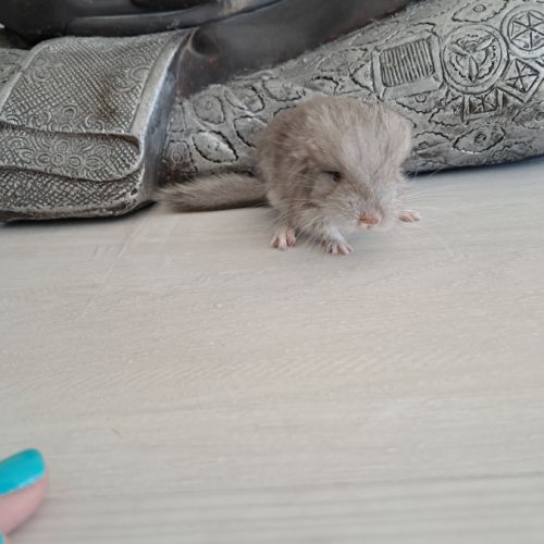 Chinchilla femelle #4