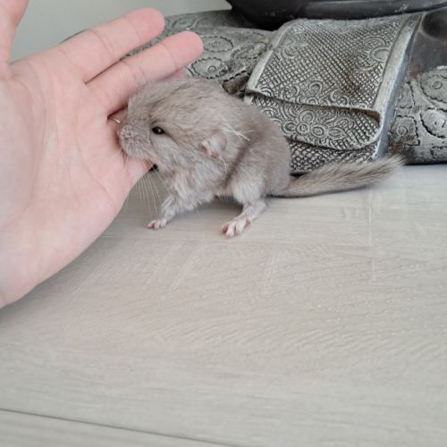 Chinchilla femelle