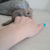 Chinchilla femelle #2