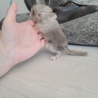 Chinchilla femelle #3