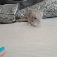 Chinchilla femelle #4