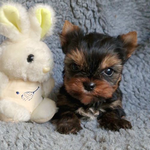 Magnifiques bébés yorkshire dépt 86 #0