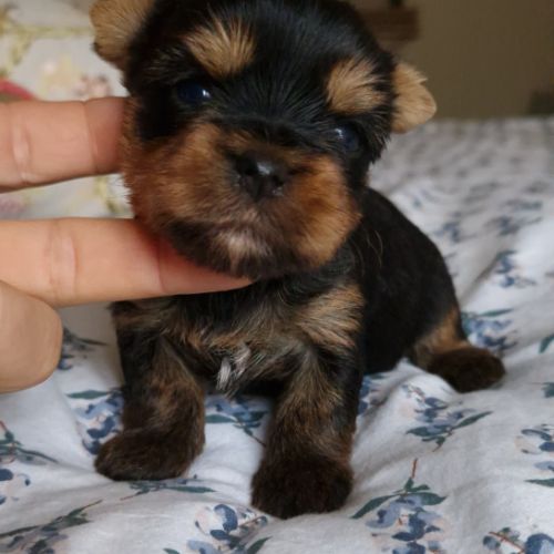 Magnifiques bébés yorkshire dépt 86 #3